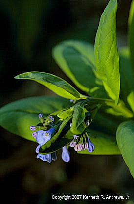 kra207007-06-GW-V-Bluebell-1