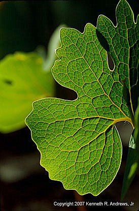 kra207007-33-GW-Bloodroot-3
