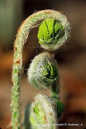 kra207008-05-GW-Early Fern-2