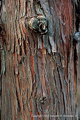 kra207008-09-GW-Eastern Cedar-1