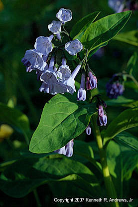 kra207009-04-GW-V-Bluebell-2