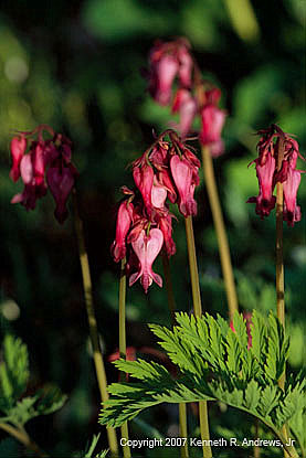 kra207009-09-GW-Bleeding Heart-1