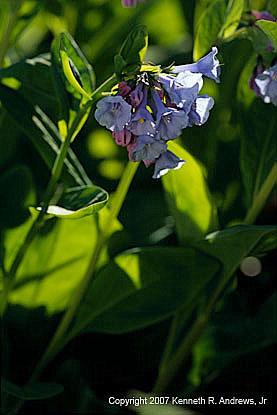 kra207009-35-GW-V-Bluebell-3