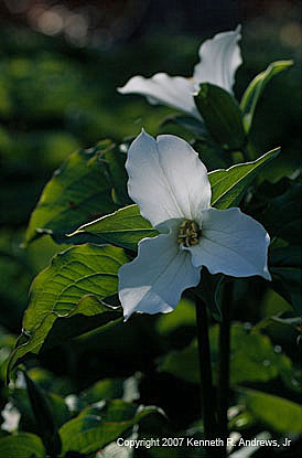 kra207010-08-GW-TR Grandiflorum-1