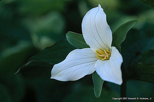 kra207010-17-GW-TR Grandiflorum-3