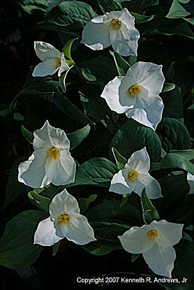 kra207010-27-GW-TR Grandiflorum-4