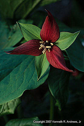 kra207010-31-GW-Purple Trillium-1