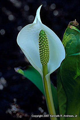 kra207011-16-GW-J Skunk Cabbage-1