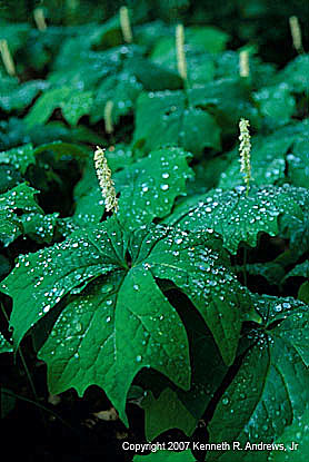 kra207012-20-GW-Vanilla leaf-1