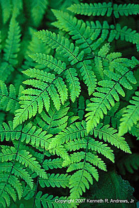 kra207013-05-GW-Oak fern-1