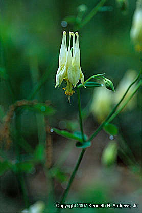kra207013-11-GW-Columbine-white-2