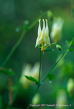 kra207013-21-GW-Columbine-white-1