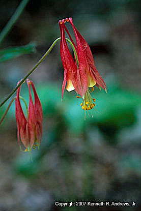 kra207013-23-GW-Columbine-red-2