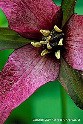 kra207013-30-GW Purple Trillium-3