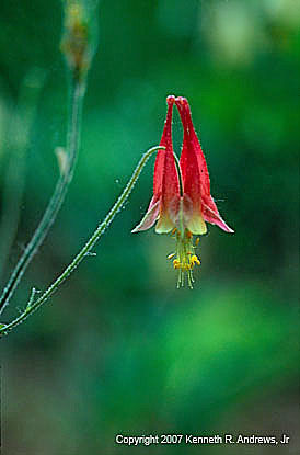 kra207014-22-GW-Columbine-red-5