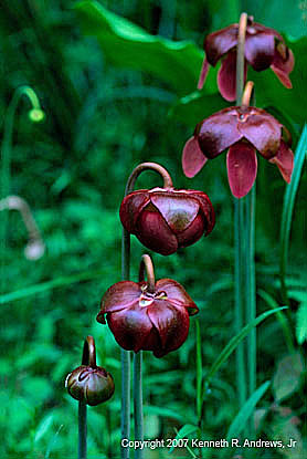 kra207014-28-GW-Pitcher Plant-1