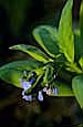 kra207007-06-GW-V-Bluebell-1
