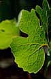 kra207007-33-GW-Bloodroot-3