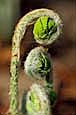 kra207008-05-GW-Early Fern-2