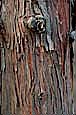 kra207008-09-GW-Eastern Cedar-1