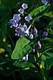 kra207009-04-GW-V-Bluebell-2