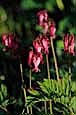 kra207009-09-GW-Bleeding Heart-1