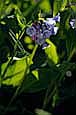 kra207009-35-GW-V-Bluebell-3