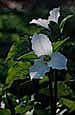 kra207010-08-GW-TR Grandiflorum-1