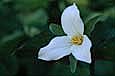 kra207010-17-GW-TR Grandiflorum-3