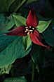 kra207010-31-GW-Purple Trillium-1