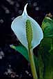 kra207011-16-GW-J Skunk Cabbage-1