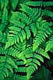 kra207013-05-GW-Oak fern-1