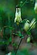 kra207013-11-GW-Columbine-white-2