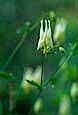 kra207013-21-GW-Columbine-white-1