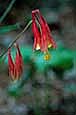 kra207013-23-GW-Columbine-red-2