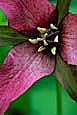 kra207013-30-GW Purple Trillium-3