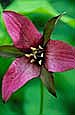 kra207013-34-GW-Purple Trillium-4