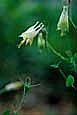 kra207014-21-GW-Columbine-white-3