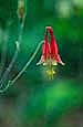 kra207014-22-GW-Columbine-red-5