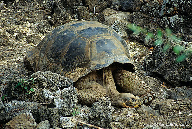 kra200008-12-Galapagos-tort1