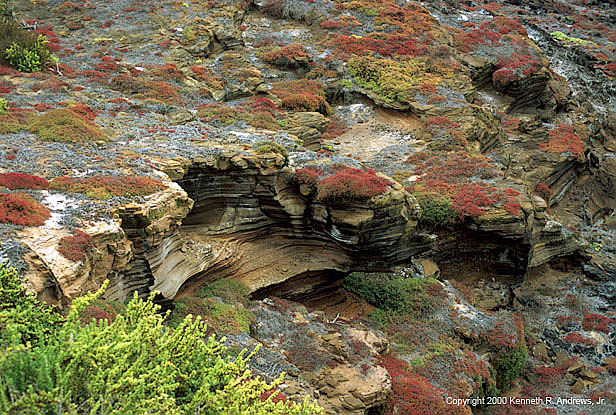 kra200009-12-Galapagos-rock2