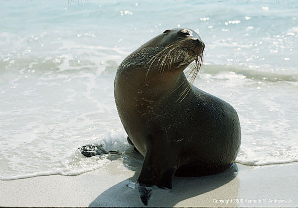 kra200011-12-Seal1