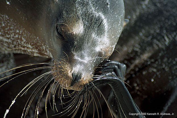 kra200011-18-Seal-closeup1