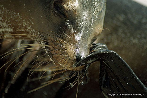 kra200011-19-seal-closeup3