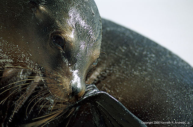 kra200011-21-seal-closeup2