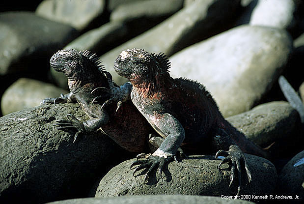 kra200012-26-Iguana1