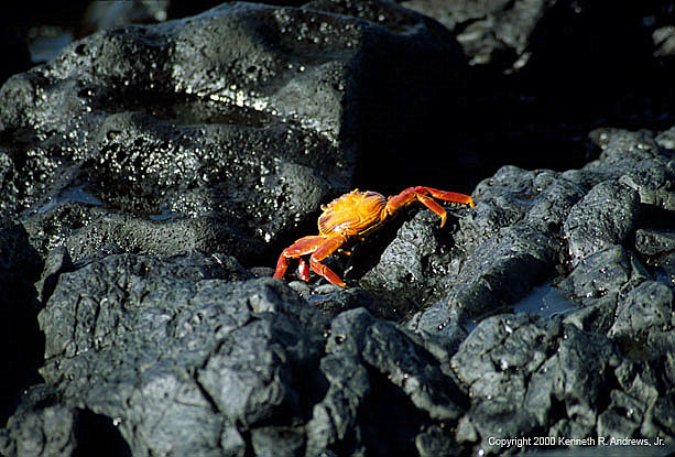 kra200012-37-Crab1
