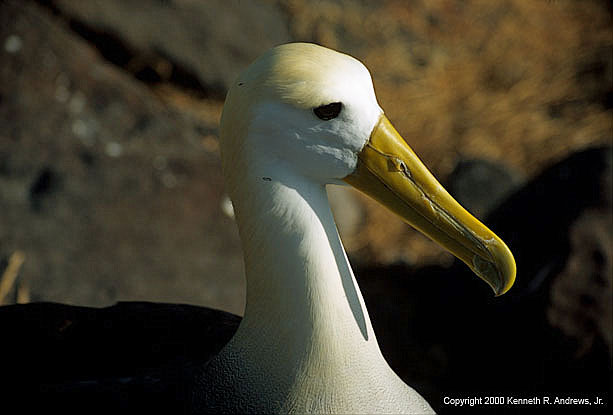 kra200013-36-Waved-Albatross
