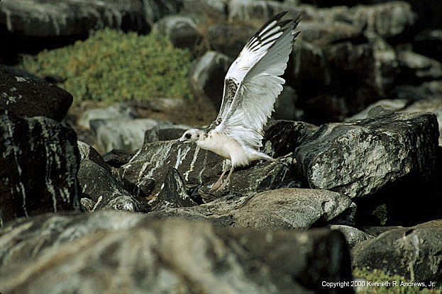 kra200014-11-Gull-1