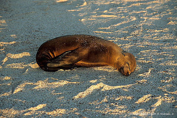 kra200017-02-Seal4